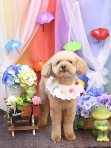 20230606ココアくん